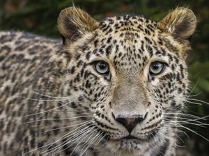 沃爾沃集團參與瀕危波斯豹保護項目